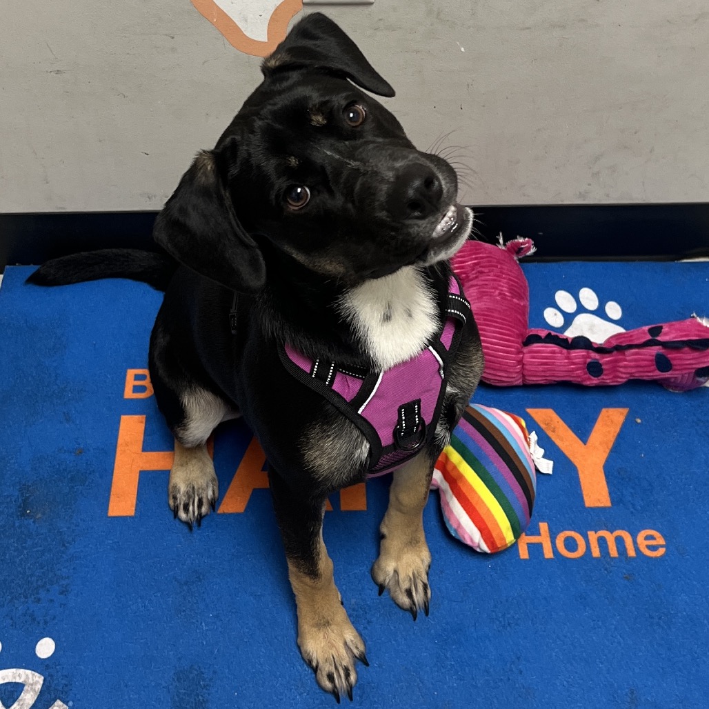 Molly - Terrier, American Staffordshire/Mix