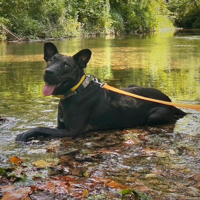 Hudson - Mixed Breed (Large)