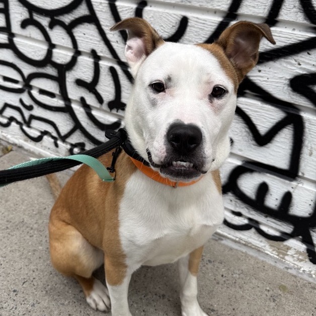 Axl - Mixed Breed (Medium)