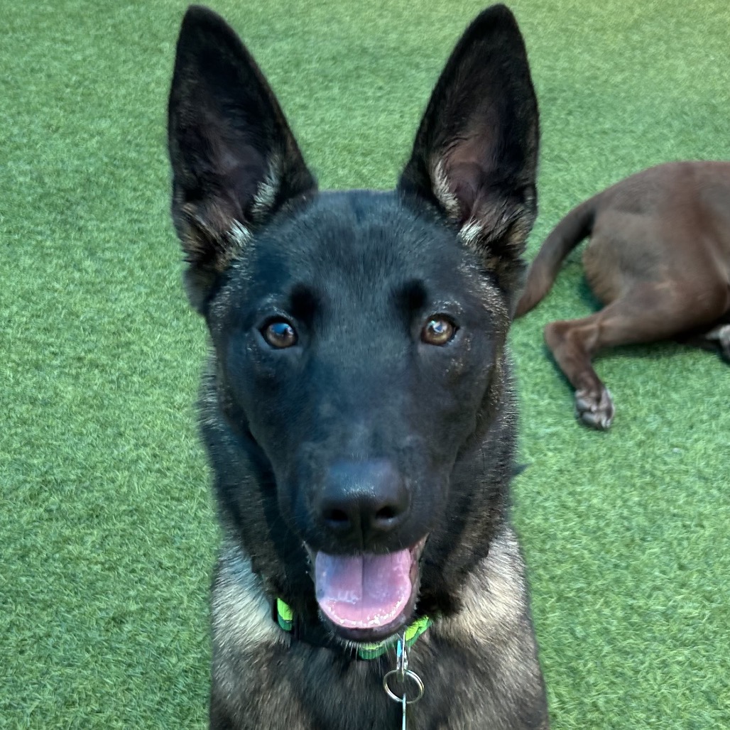 Marley - Husky, Siberian/Shepherd, German