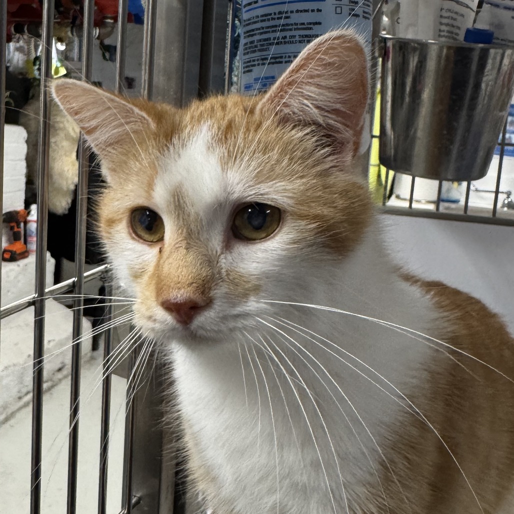 Butterscotch Zepplin - Domestic Shorthair