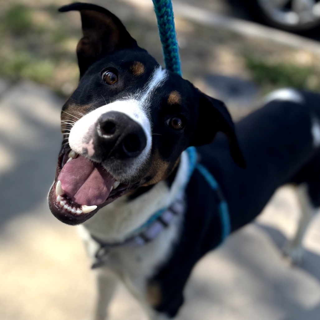Snow Cone - Mixed Breed (Medium)/Entlebucher