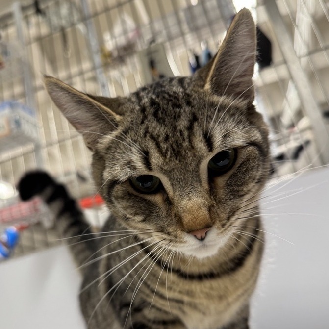 Samba - Domestic Shorthair