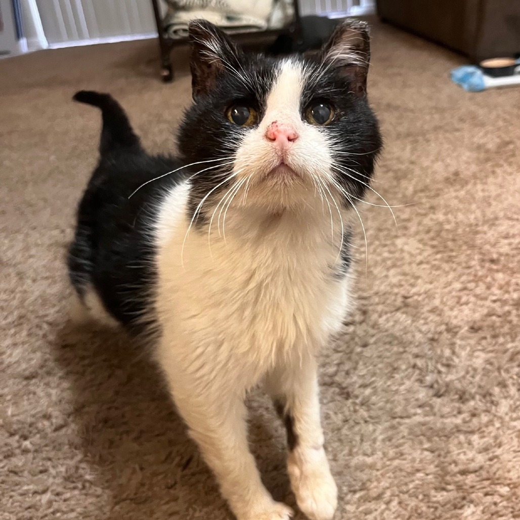 Ida - Domestic Shorthair