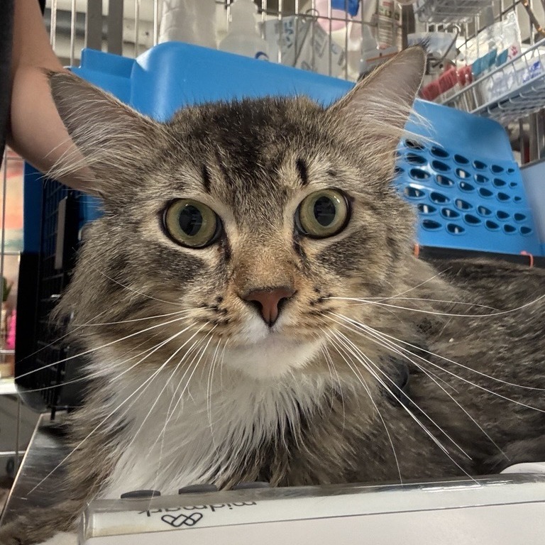 Gargoyle - Domestic Medium Hair