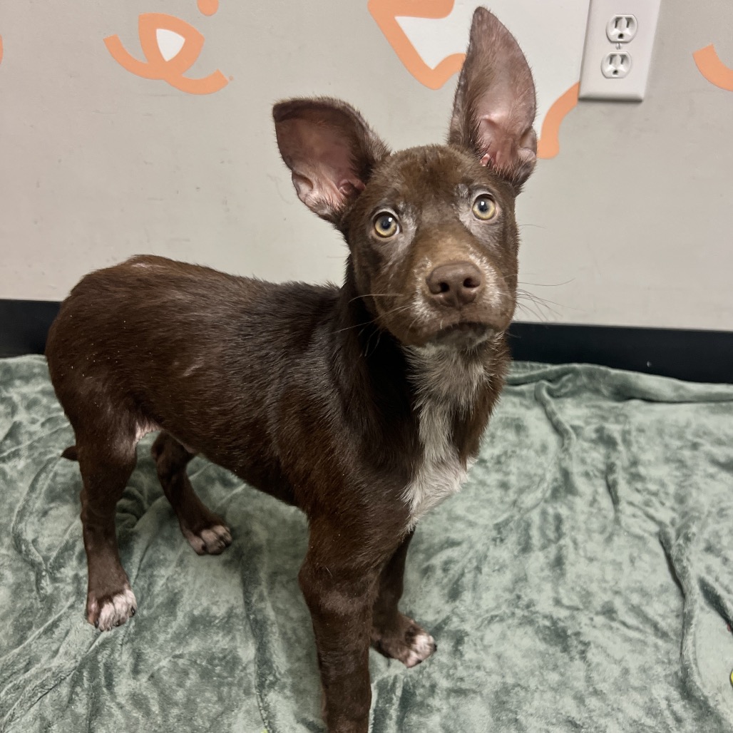 Gizmo - Mixed Breed (Medium)