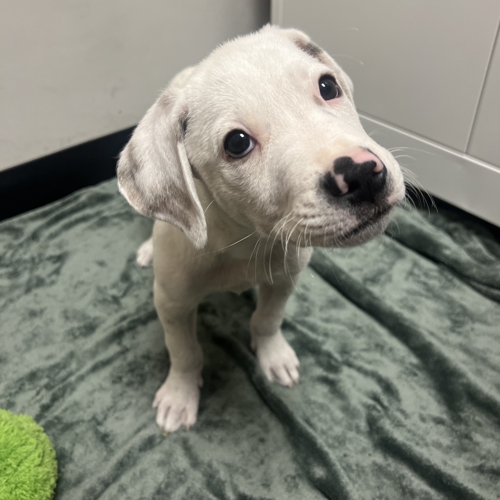 Perry - Mixed Breed (Medium)