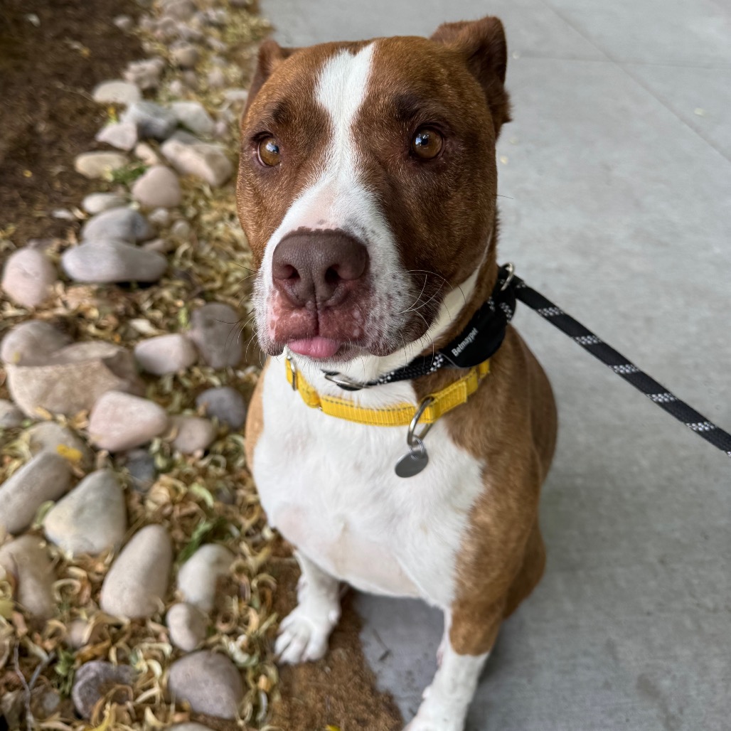 Dino Buster - Terrier, Pit Bull/Mixed Breed (Medium)