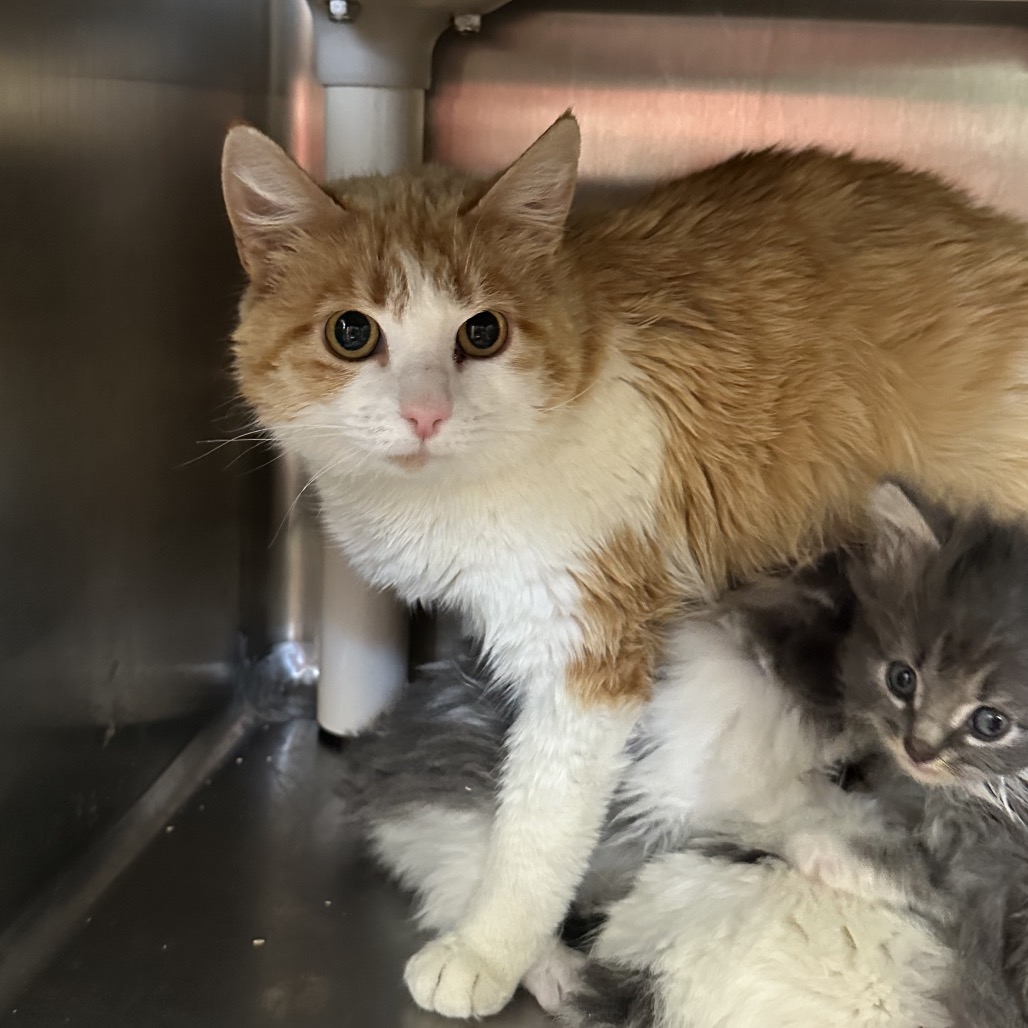 Paloma - Domestic Shorthair