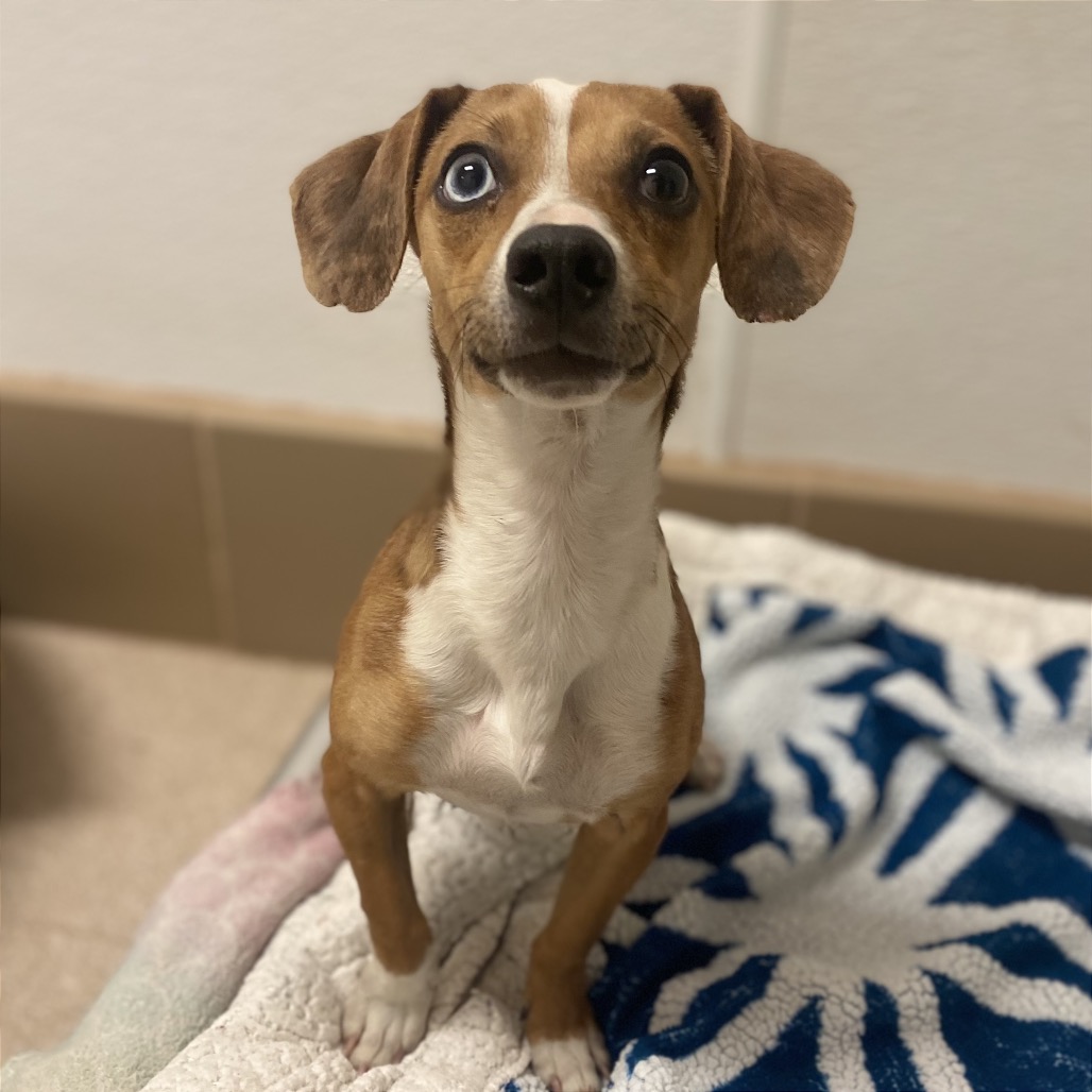 Stromboli - Dachshund/Chihuahua