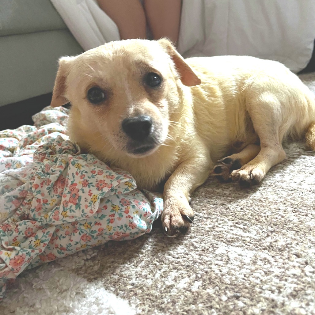 Groot - Mixed Breed (Small)