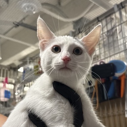 Taco - Domestic Shorthair