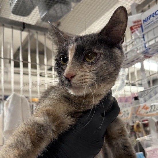 Rosemary - Domestic Shorthair