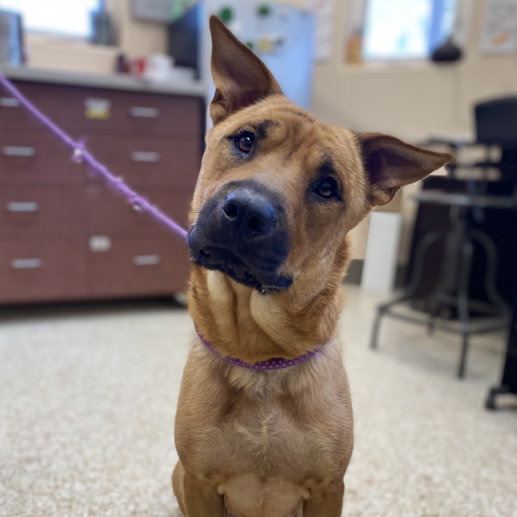 Jubilee - Mixed Breed (Medium)/Chow Chow