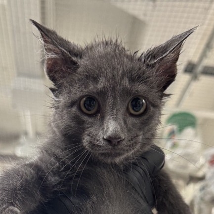 Nermal - Domestic Shorthair