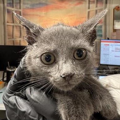 Nemo - Domestic Shorthair