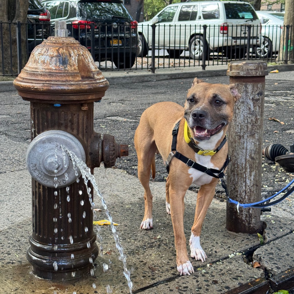 Tyson - Mixed Breed (Medium)