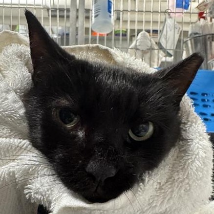 Carolyn - Domestic Shorthair