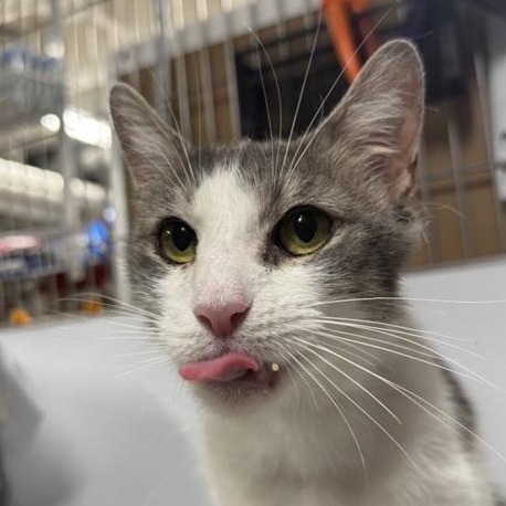 Caledonia - Domestic Shorthair