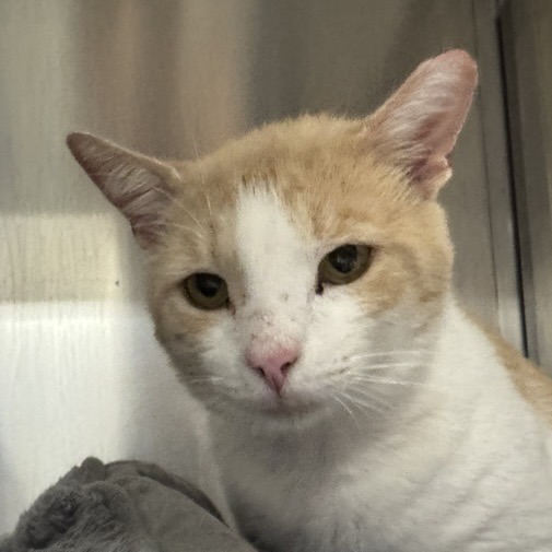 Freddie - Domestic Shorthair