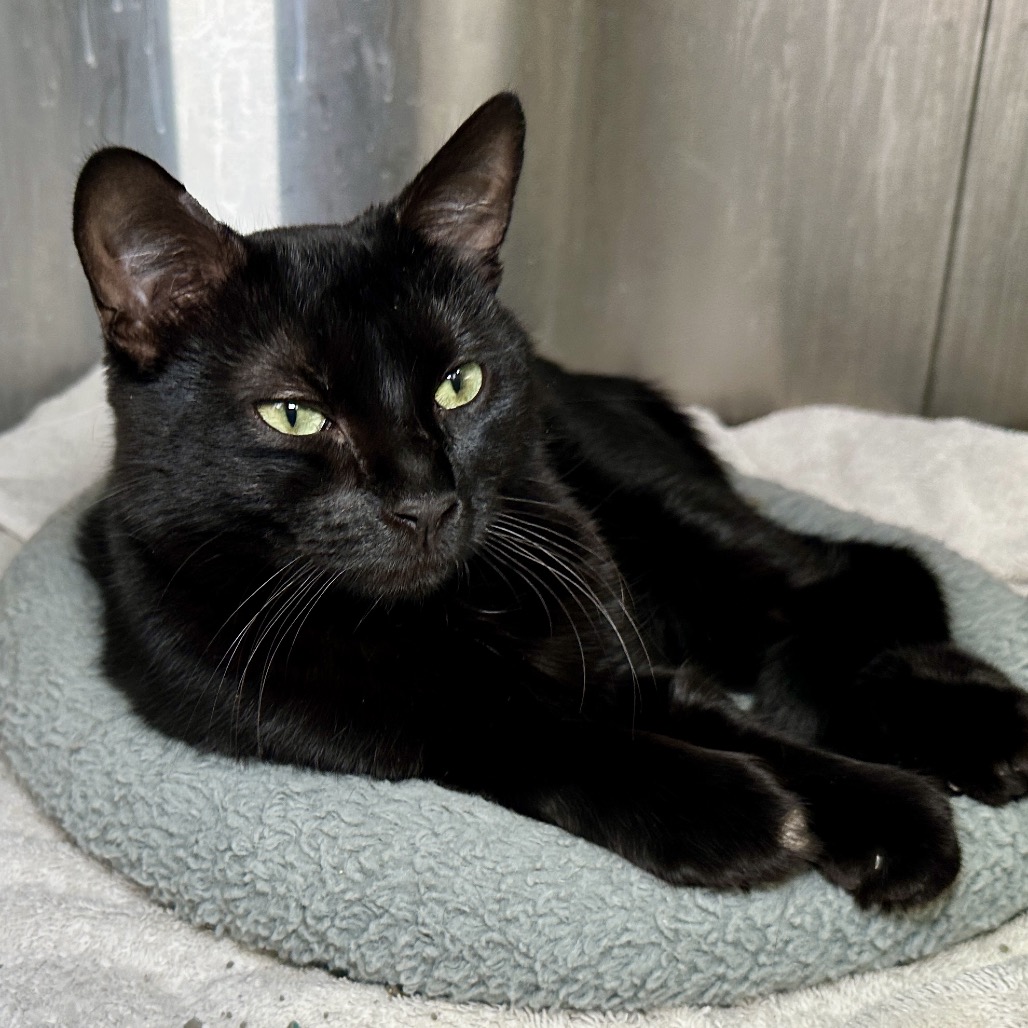 Esteban - Domestic Shorthair