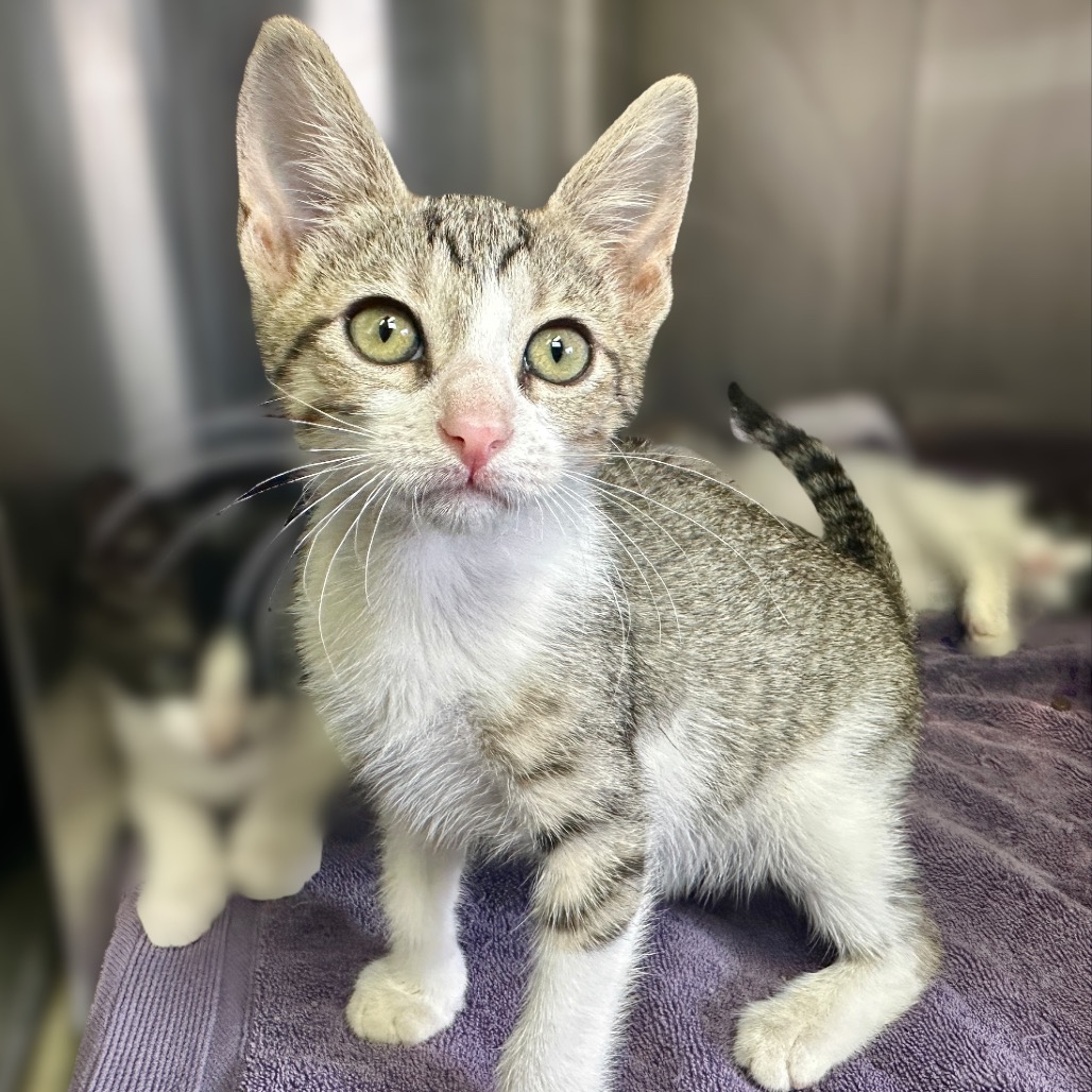 Marsala - Domestic Shorthair