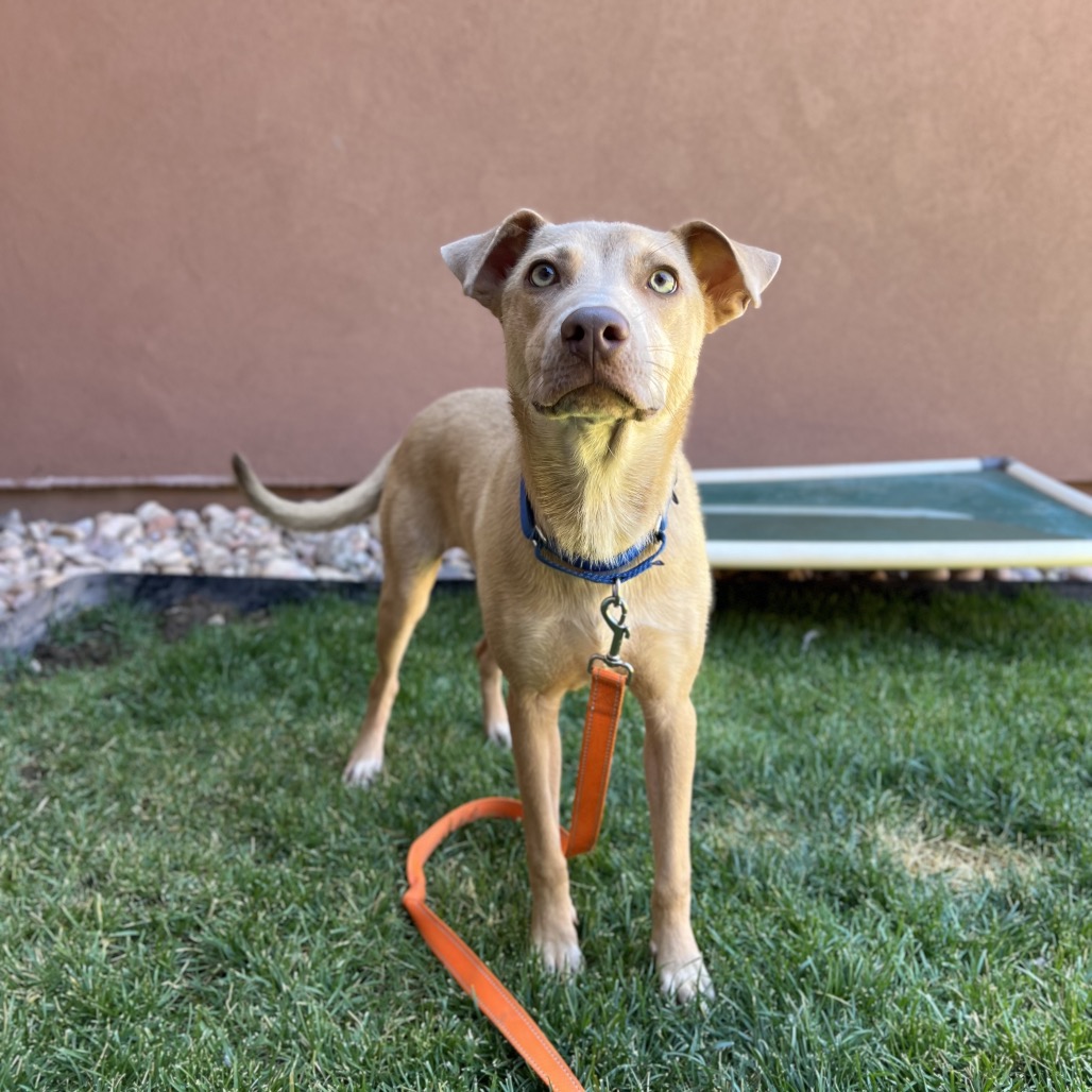Bruno - Retriever, Labrador