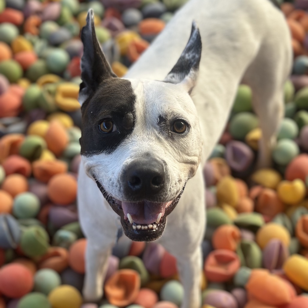 Bree - Cattle Dog, Australian (Blue Heeler)/Mix