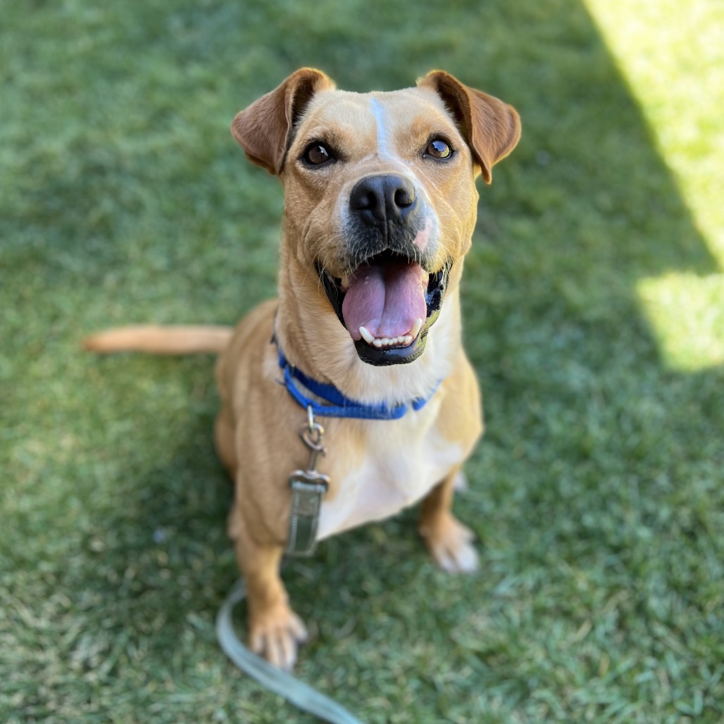Bluey - Terrier, American Staffordshire/Mixed Breed (Medium)