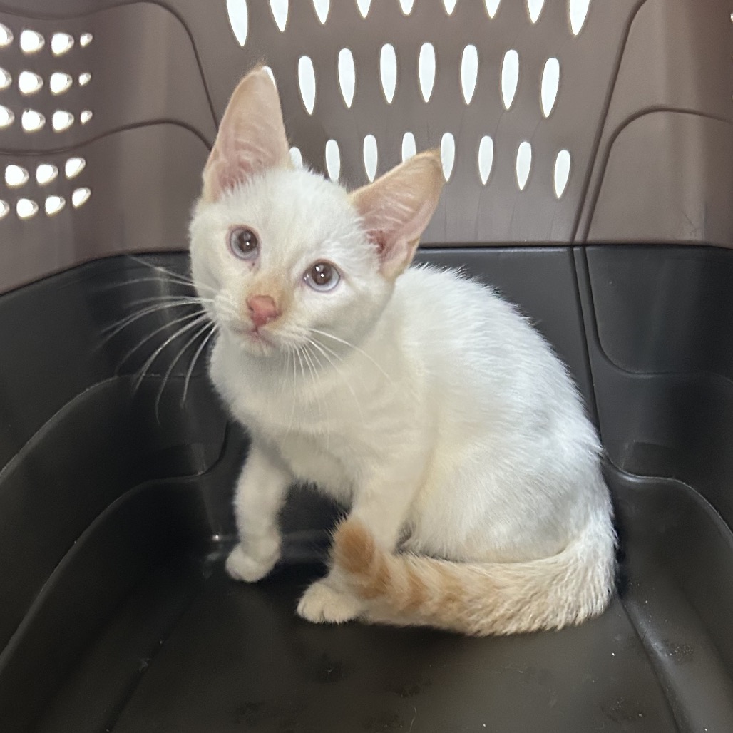 Bermuda - Domestic Shorthair