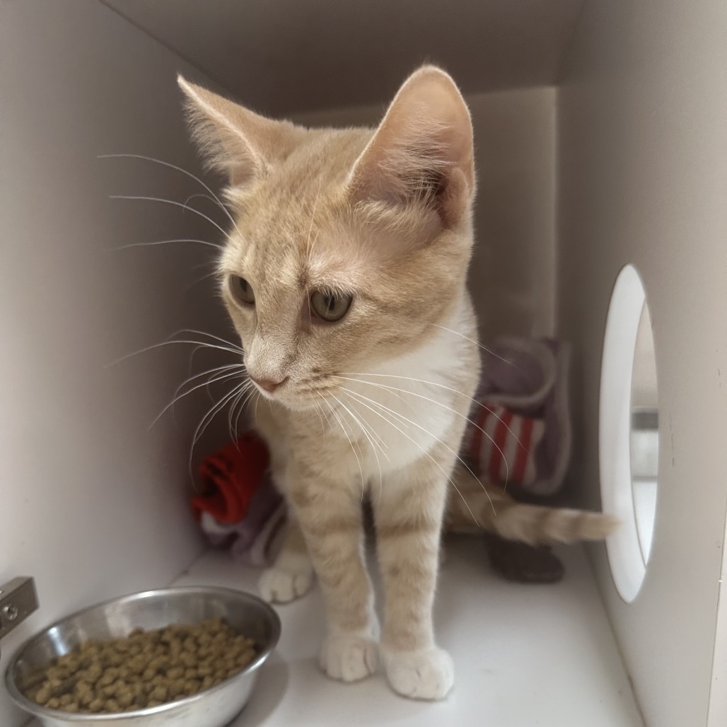 Justine - Domestic Medium Hair