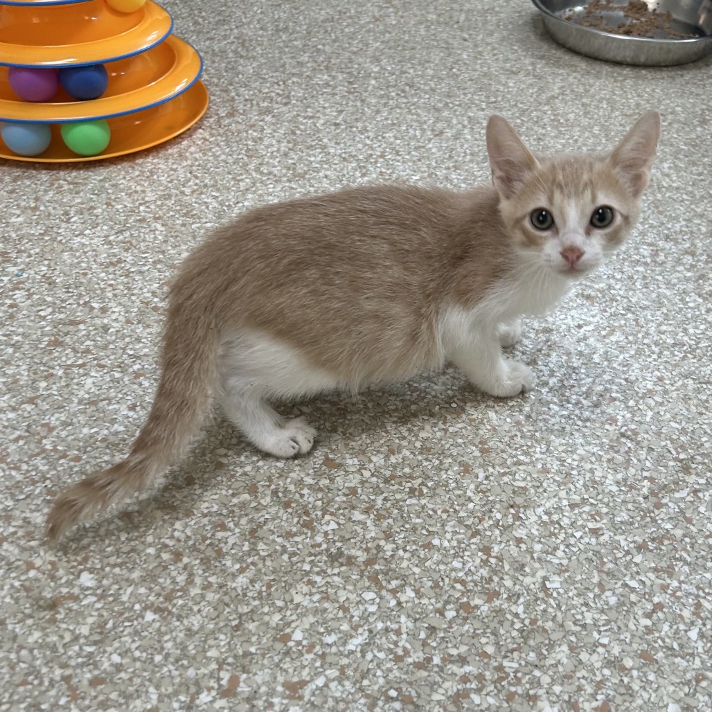 Bisque - Domestic Shorthair