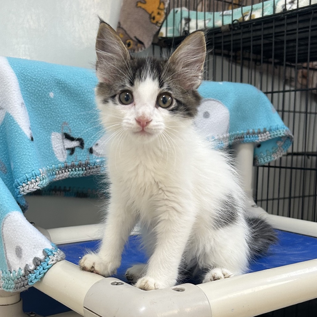 Creme of Mushroom - Domestic Shorthair