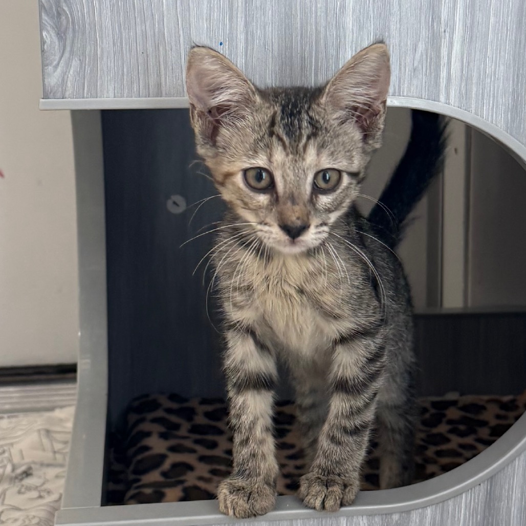 Fedora - Domestic Shorthair