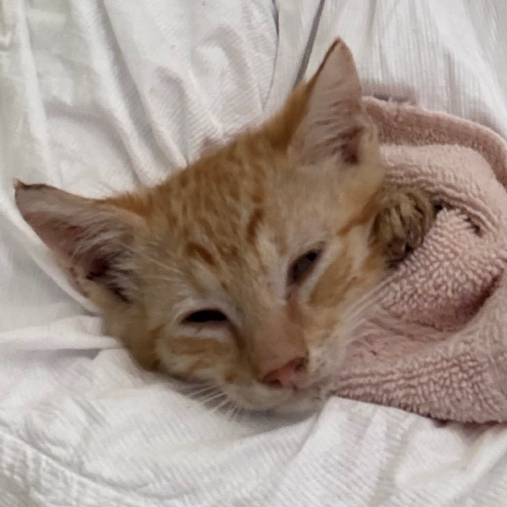 Beret - Domestic Shorthair