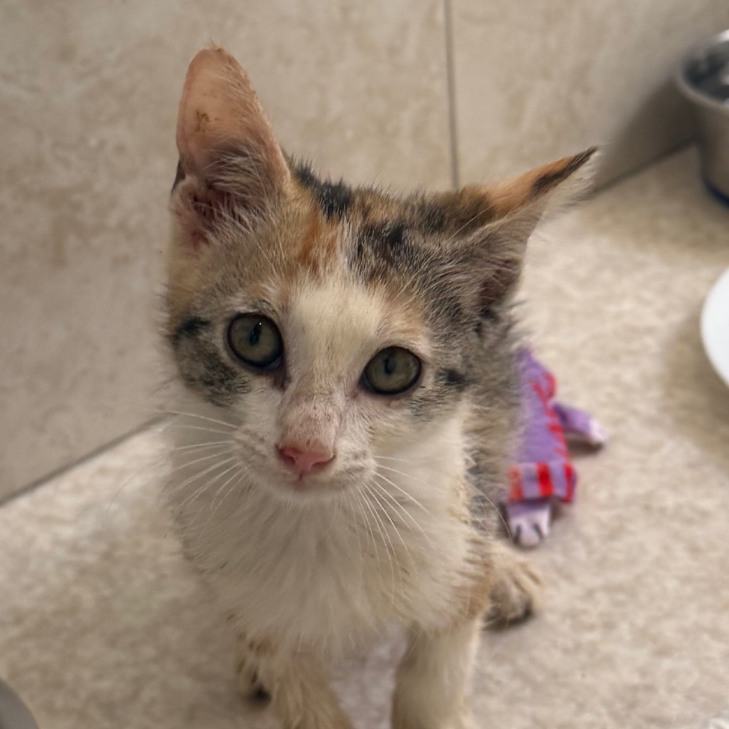 Beanie - Domestic Shorthair