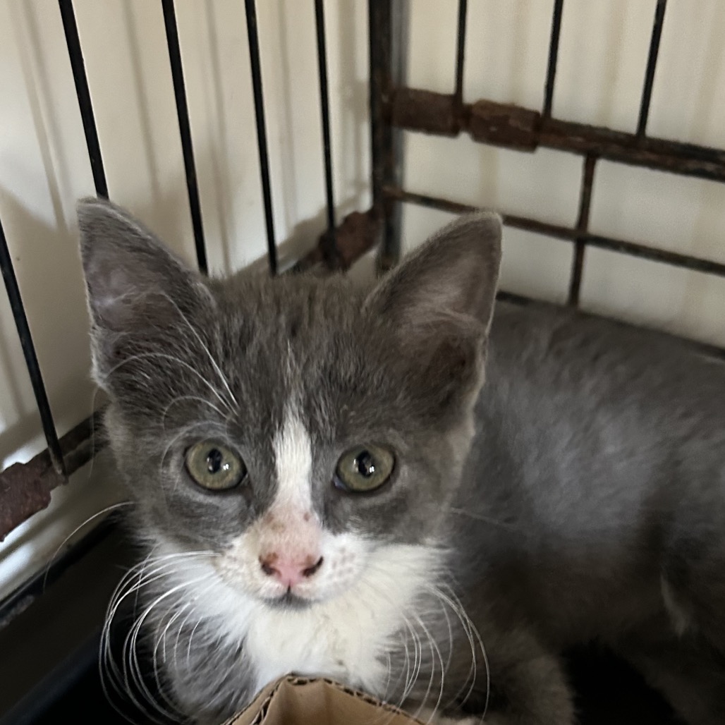 Barley - Domestic Shorthair