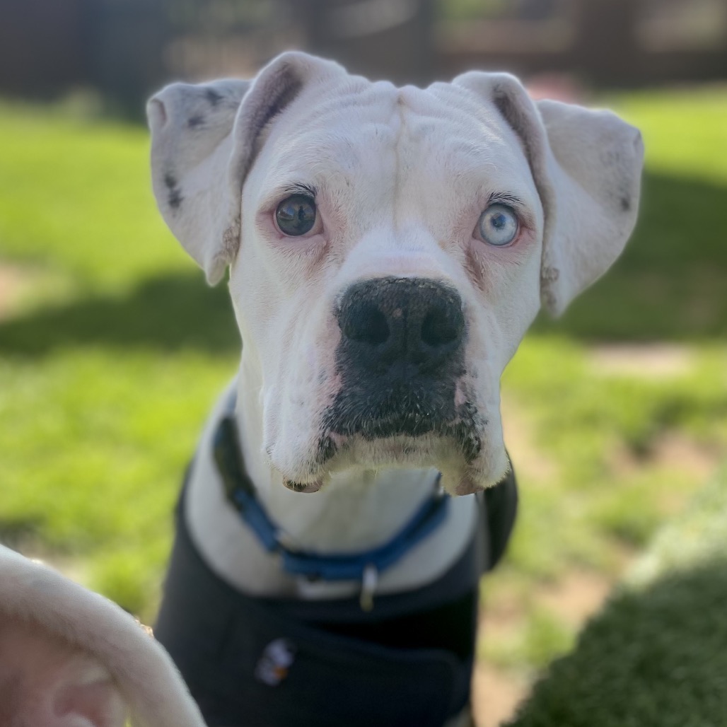 Salvador - Boxer/Mix