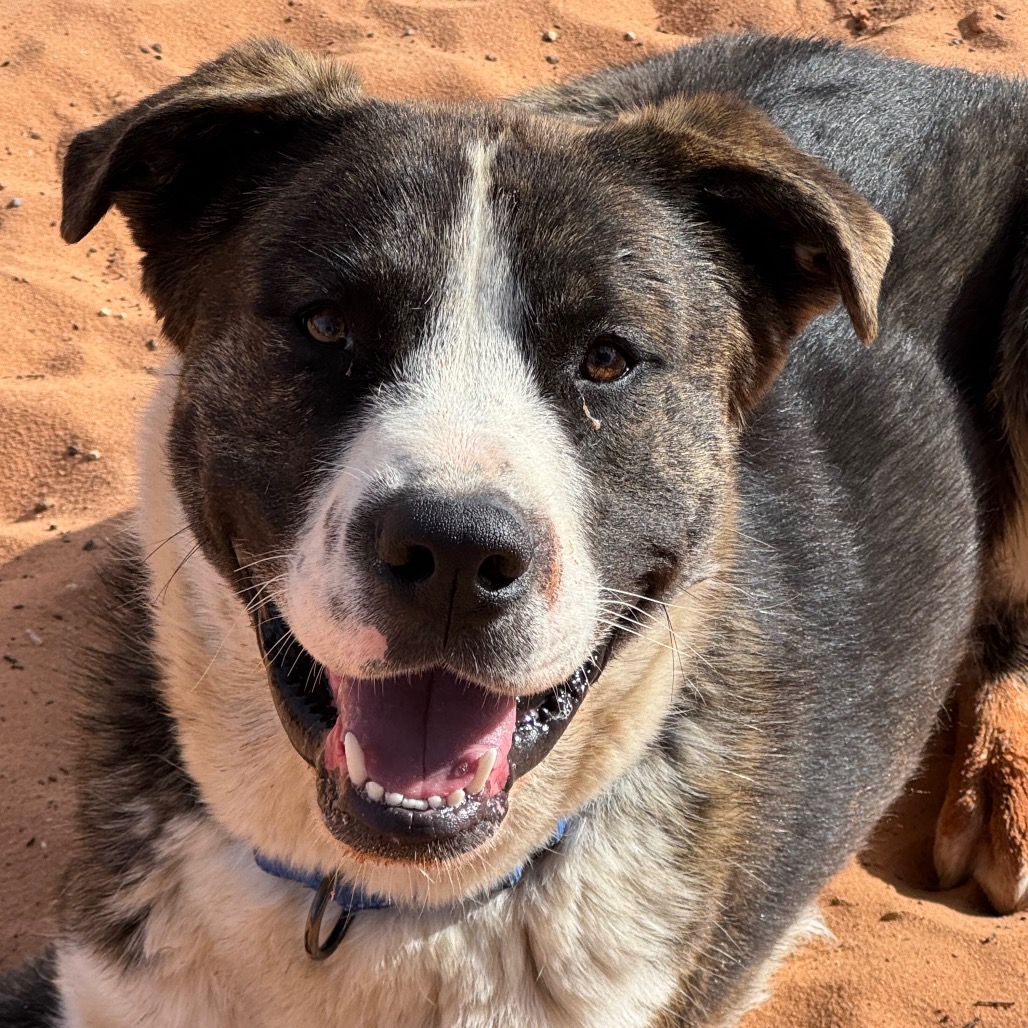 Swatch - Mastiff/Mixed Breed (Large)