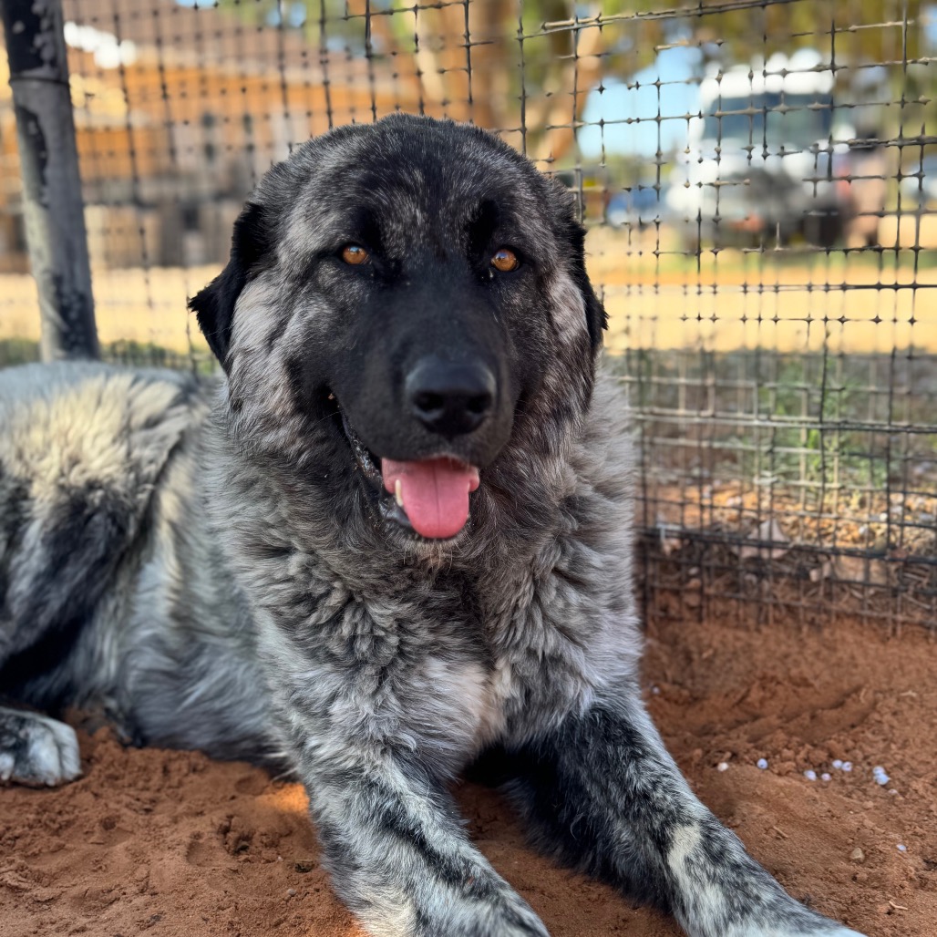 Ancha - Sheepdog, Caucasian Ovtcharka/Mix