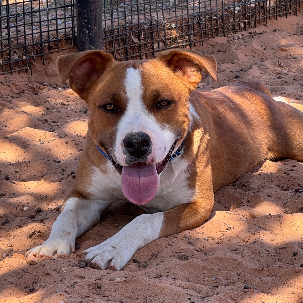 Matigan - Terrier, Pit Bull/Mix