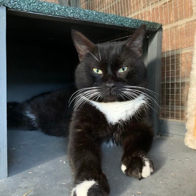 Simba - Domestic Shorthair