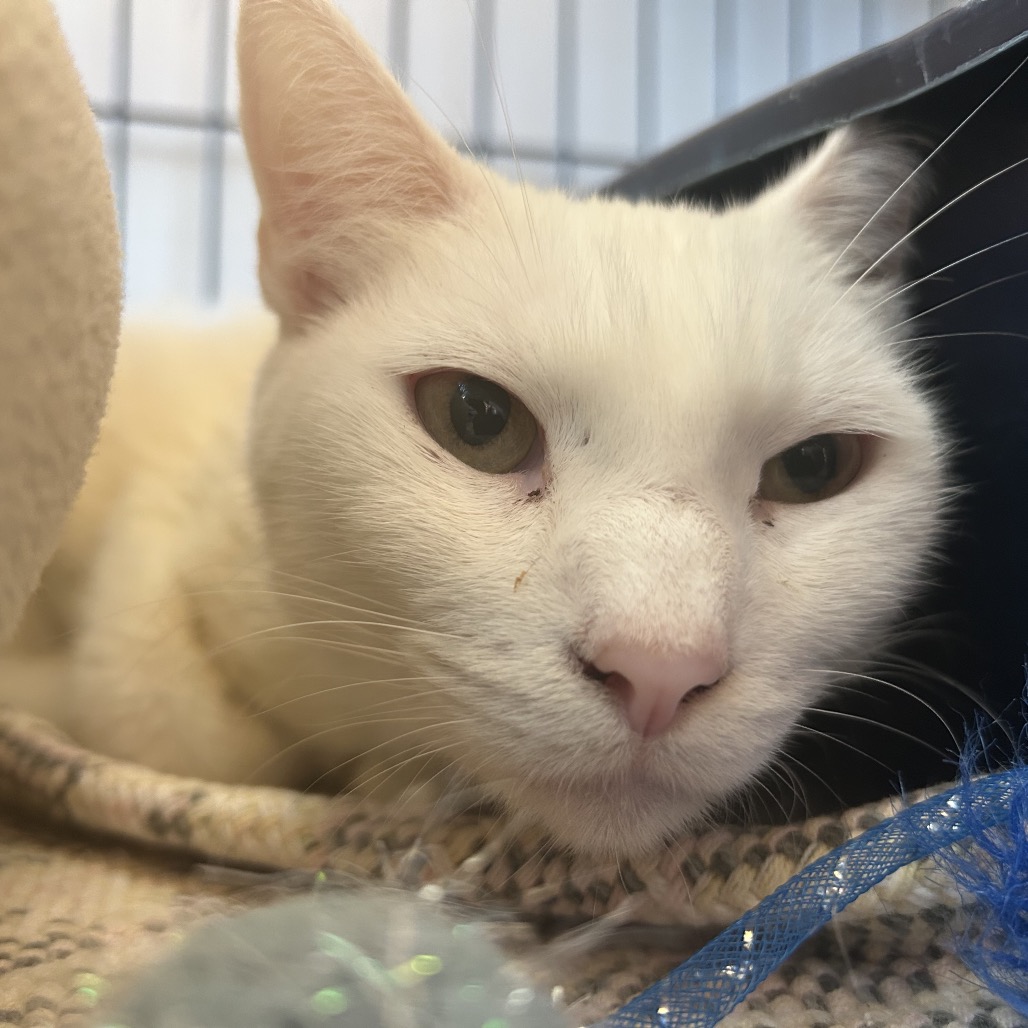 Sterling - Domestic Shorthair