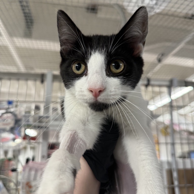 Heidi - Domestic Shorthair