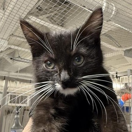 Max - Domestic Shorthair