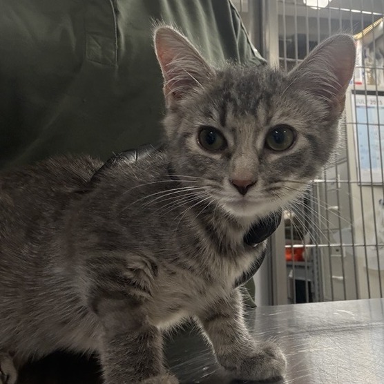 Rook - Domestic Shorthair