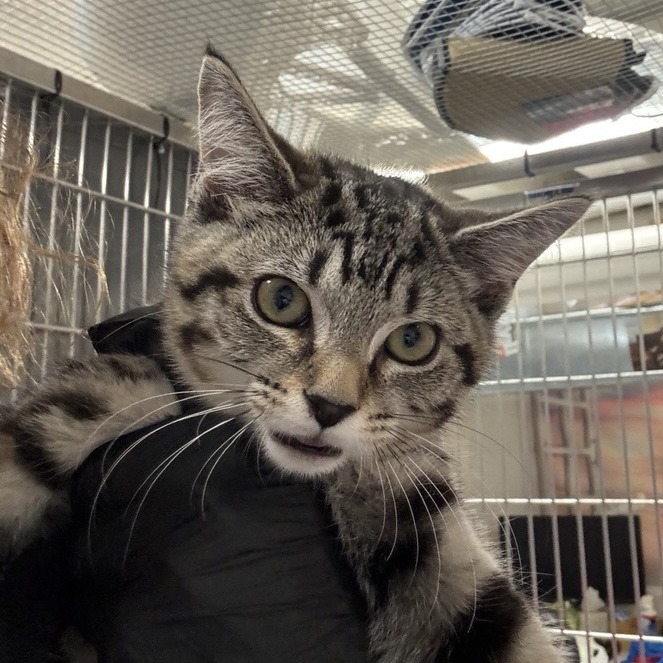 Vanna - Domestic Shorthair