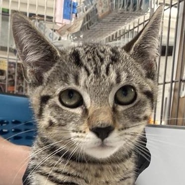 Vivian - Domestic Shorthair