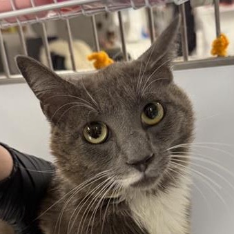 Alex - Domestic Shorthair