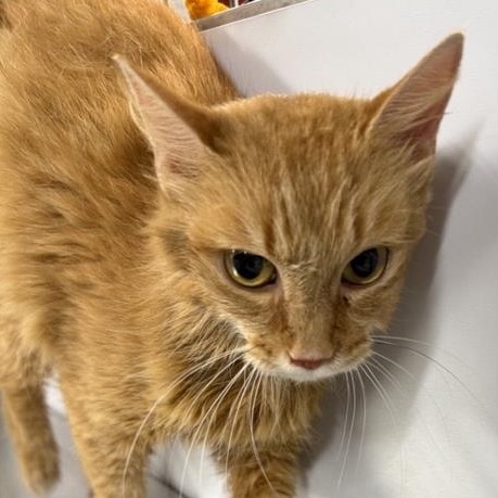 Little My - Domestic Shorthair